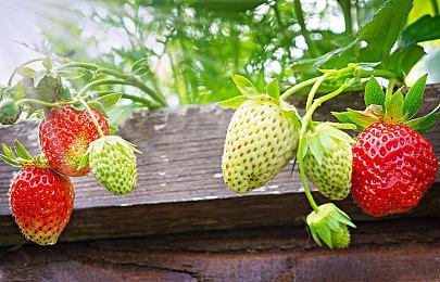 真的没人了吗？《龙腾》经济系统设计师协助开发《战地》新作